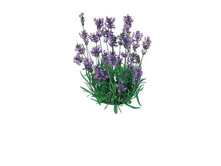 lavanda
