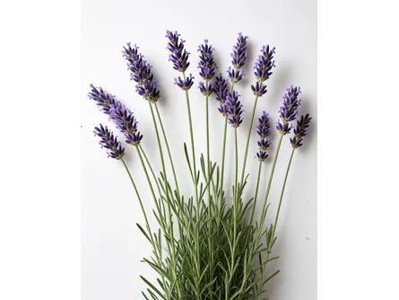 lavanda