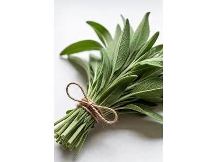 salvia