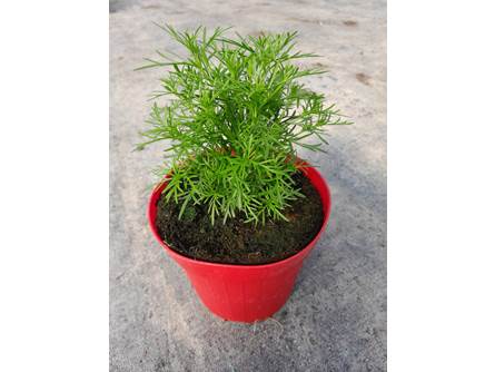 Tagetes Liquirizia