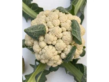 Il broccolo Verona tardivo 