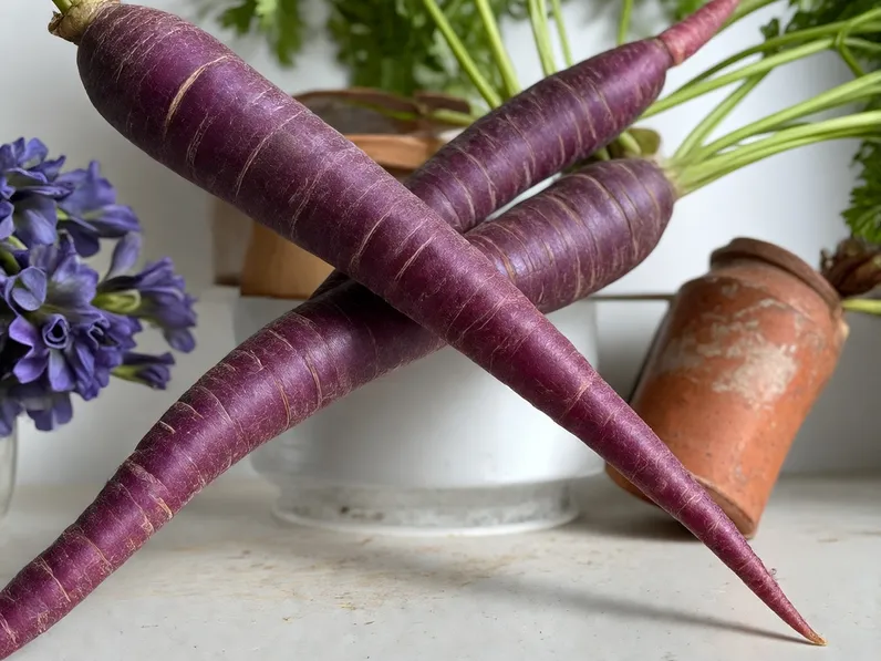 Coltivazione della carota viola