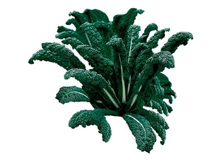 Il cavolo laciniato nero di Toscana