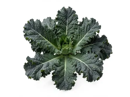 Il cavolo laciniato nero di Toscana