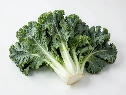 Il cavolo riccio ornamentale verde
