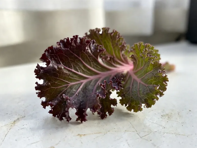 Coltivazione del cavolo riccio rosso ornamentale 