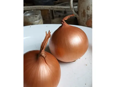 La cipolla dorata 