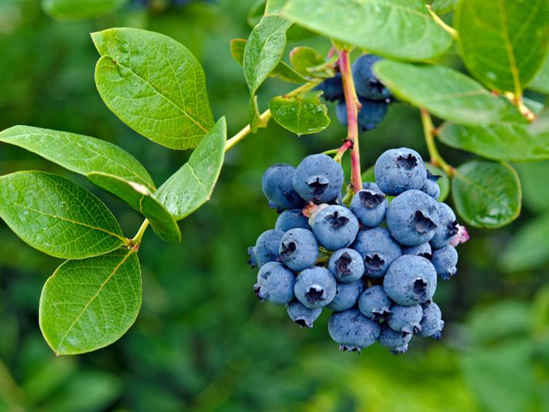 Perché coltivare i piccoli frutti?