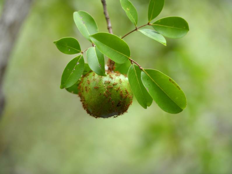 Trappole e barriere naturali