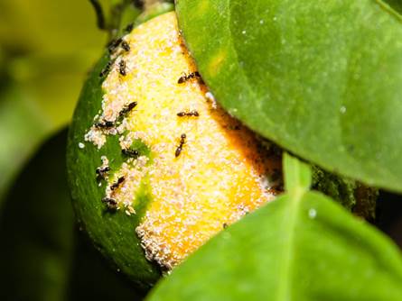 Come eliminare le formiche dagli alberi da frutto