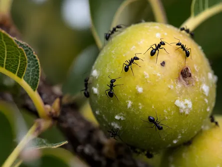 Come eliminare le formiche dagli alberi da frutto