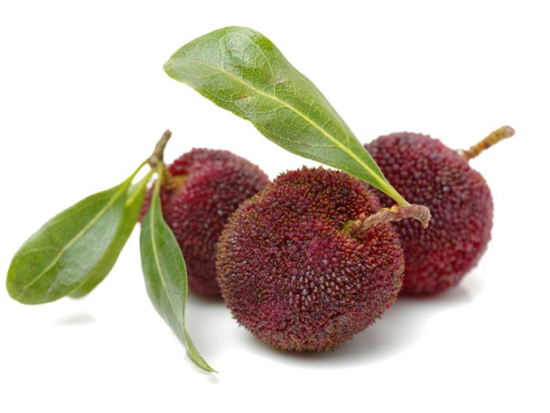 Caratteristiche del Corbezzolo