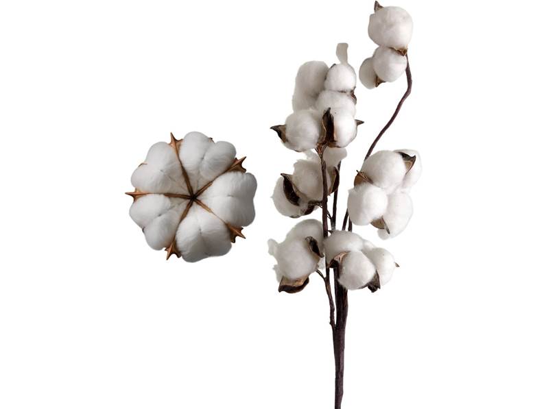 Fiori della pianta di Cotone