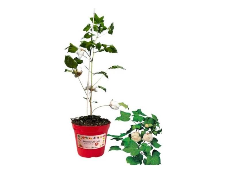 Caratteristiche pianta di cotone