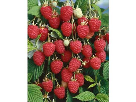 Lampone fragola rubus illecebrosus