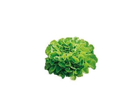La lattuga multifoglia verde 