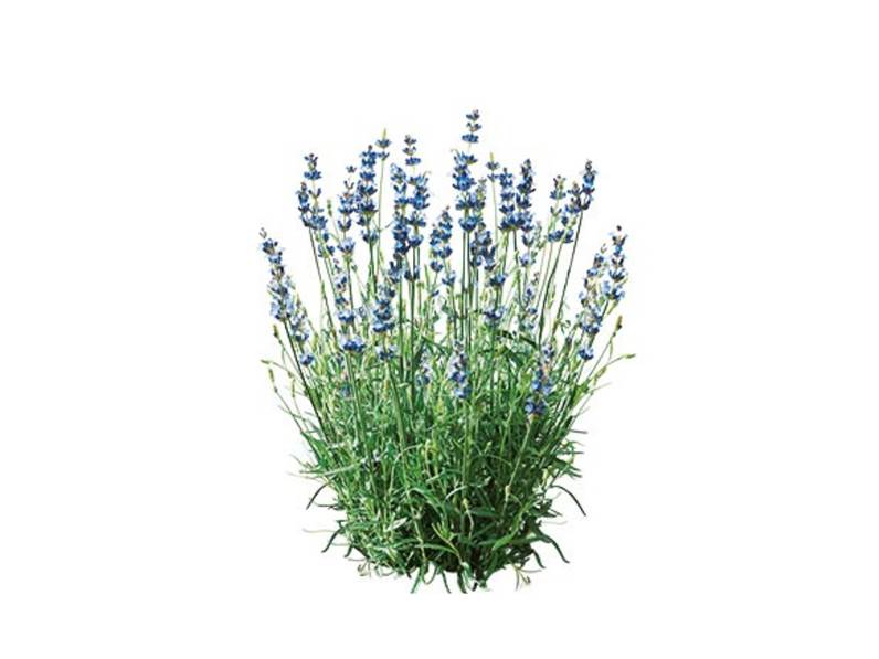 Lavanda Nana