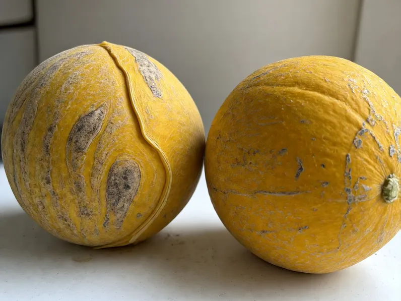 Coltivazione del melone giallo