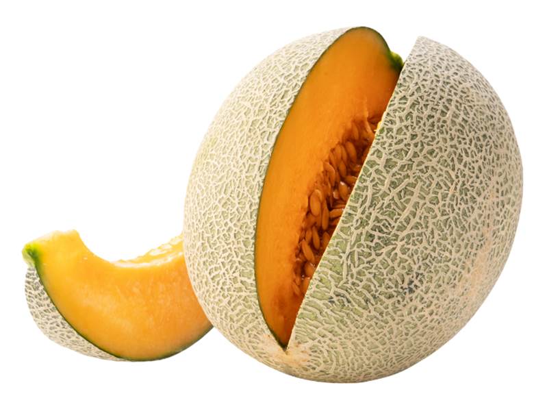 Coltivazione del melone retato