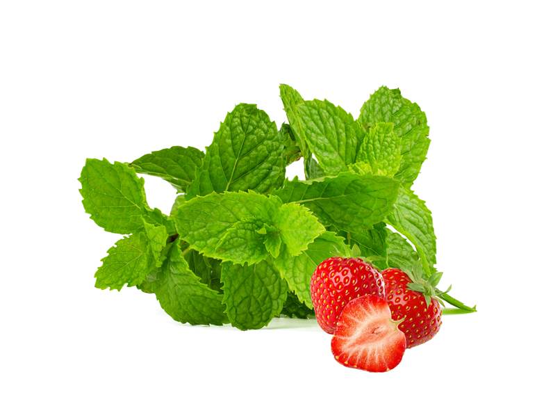 menta fragola