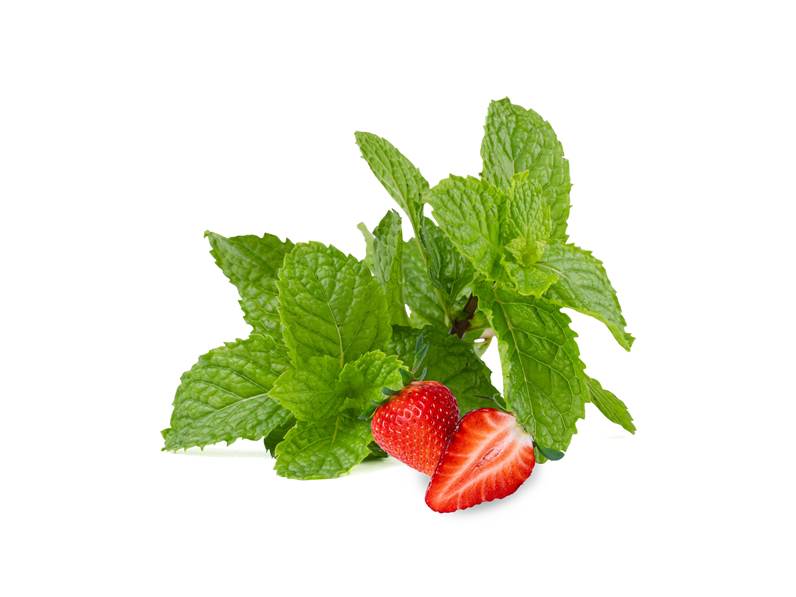 Menta Fragola