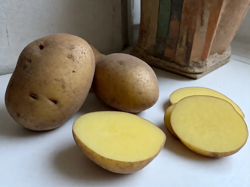 Coltivazione della patata Agata 