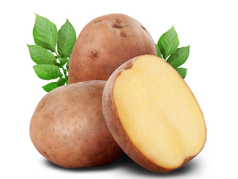 Coltivazione della patata Kennebeck 