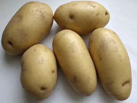 La patata Kennebeck 