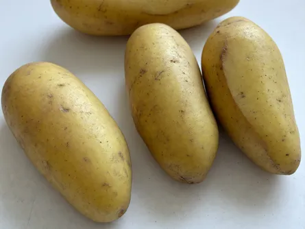 La patata Spunta 