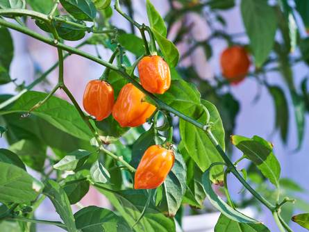 Peperoncino Capezzoli di Scimmia