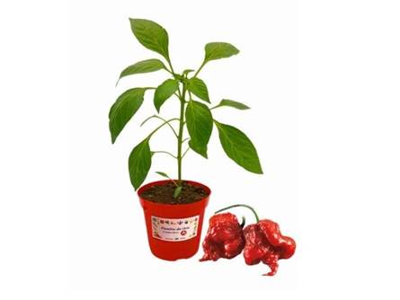 Peperoncino carolina reaper