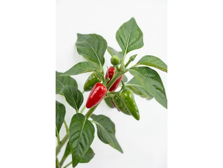Il peperoncino fuoco della prateria