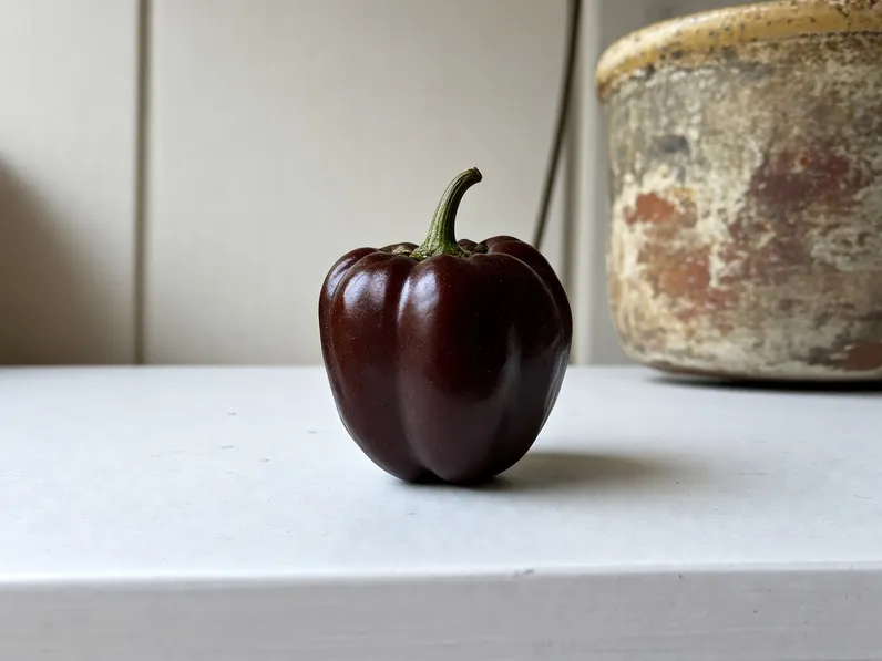 Coltivazione del peperoncino habanero chocolate