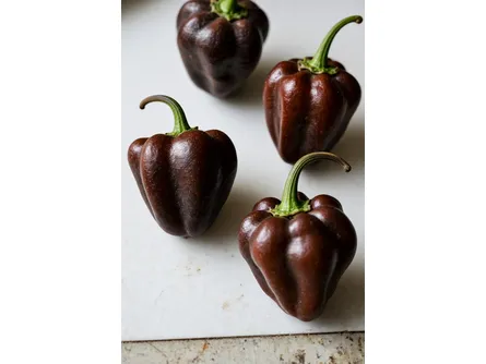 Il peperoncino habanero chocolate 