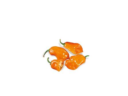 Il peperoncino Habanero orange