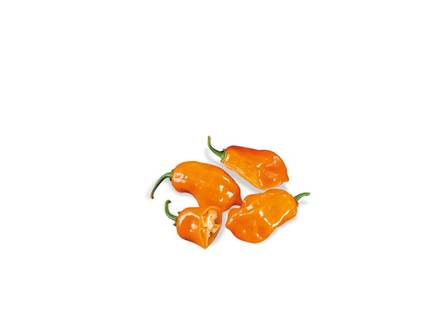 Il peperoncino Habanero orange