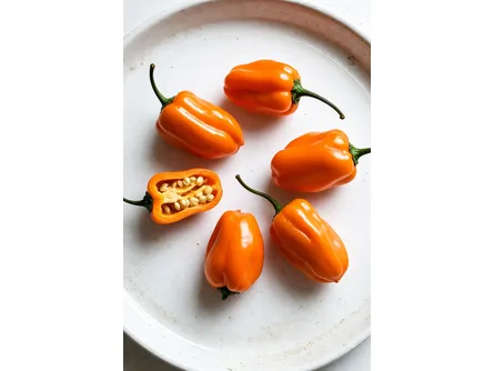 Il peperoncino Habanero orange