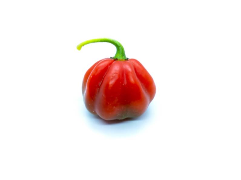 Coltivazione del peperoncino habanero red