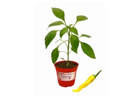 Peperoncino Hot Lemon
