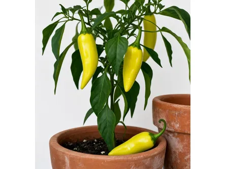 Peperoncino Hot Lemon