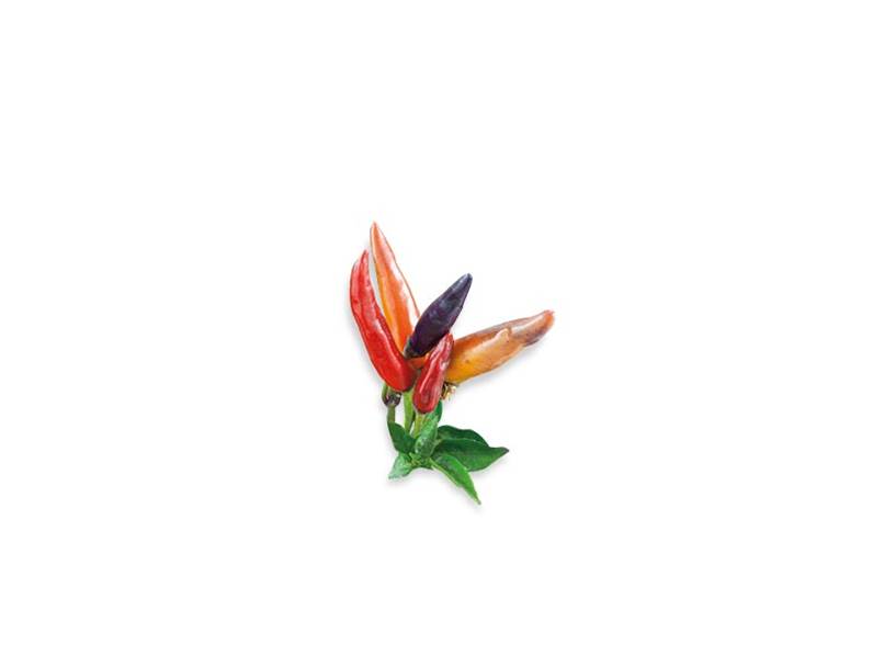 Peperoncino Maya caratteristiche