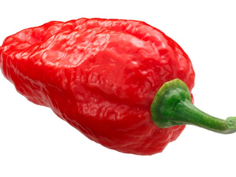 Peperoncino Naga Morich coltivazione