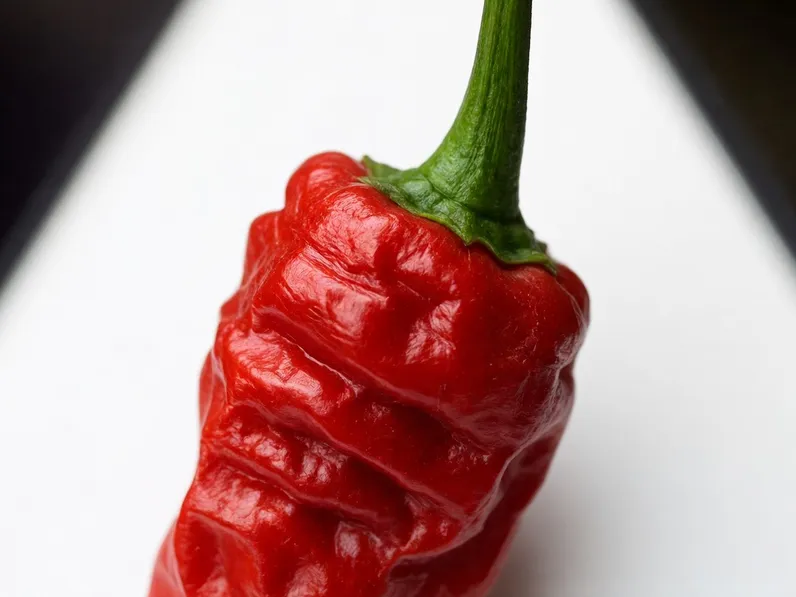 Peperoncino Naga Morich coltivazione