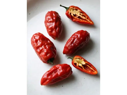 Il peperoncino Naga Morich
