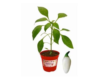 Il peperoncino pallottola 
