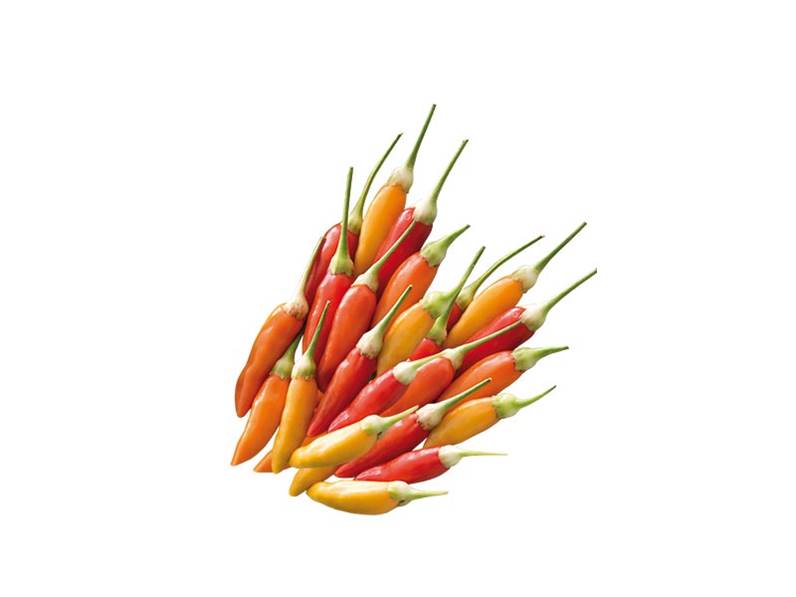 Peperoncino Tabasco caratteristiche