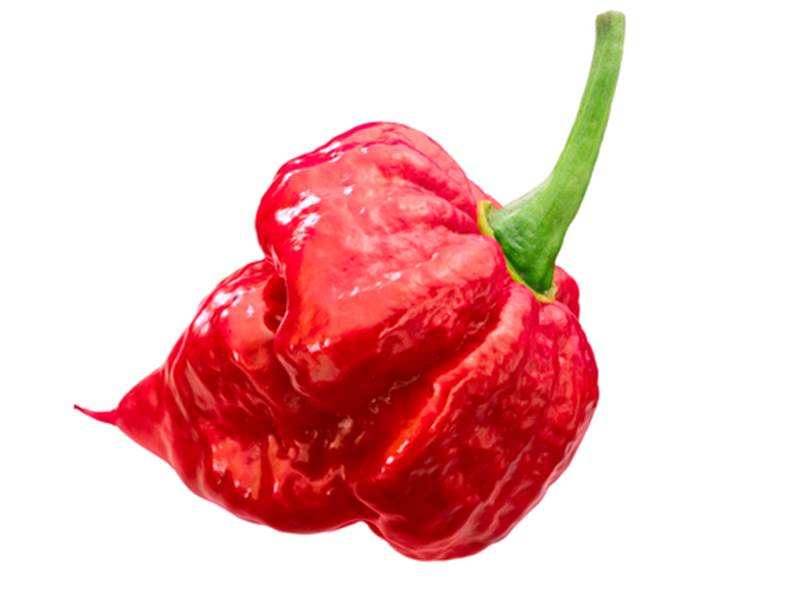 Peperoncino Trinidad Scorpion coltivazione