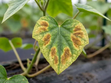 Peronospora