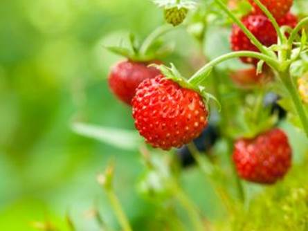 fragola da bosco