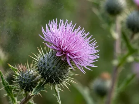 Cardo